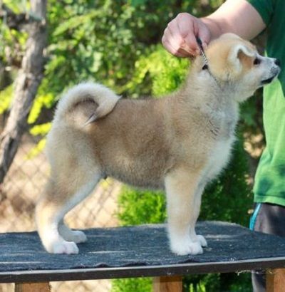 Akita Inu 